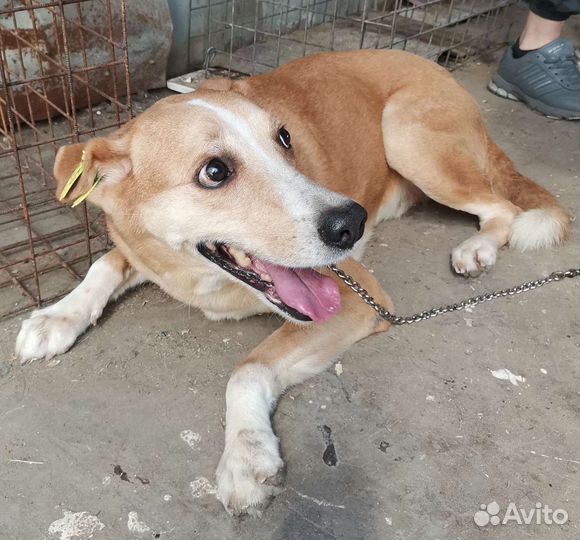 Дункан ищет дом