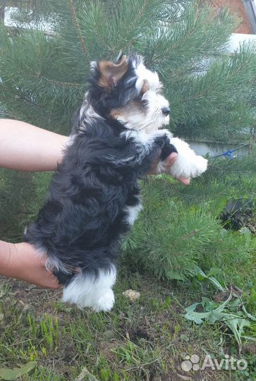 Бивер терьер щенки