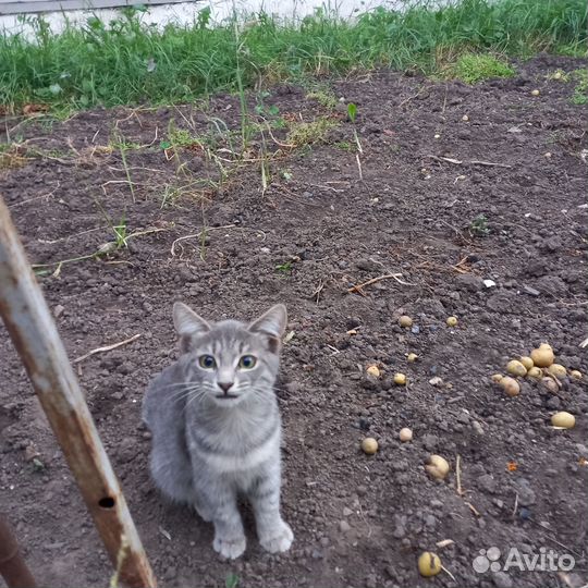Котята