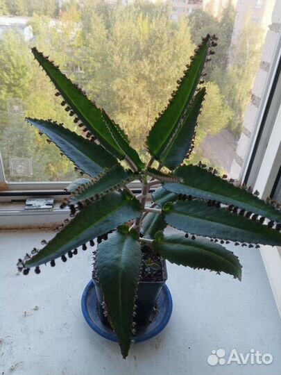 Каланхоэ комнатное лекарственное растение