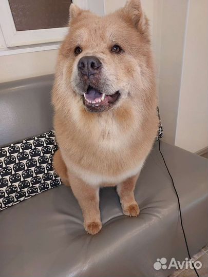 Груминг собак и кошек