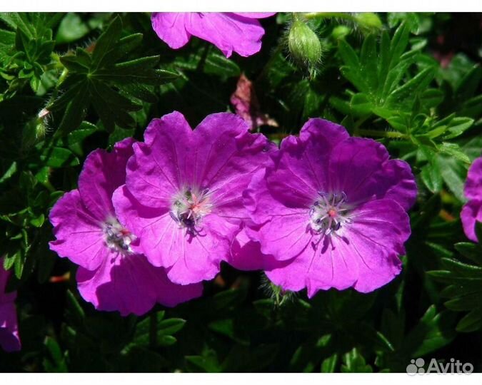 Герань кроваво-красная Max Frei