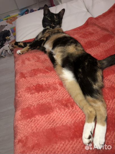 Кошка