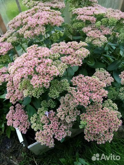 Очиток поздний