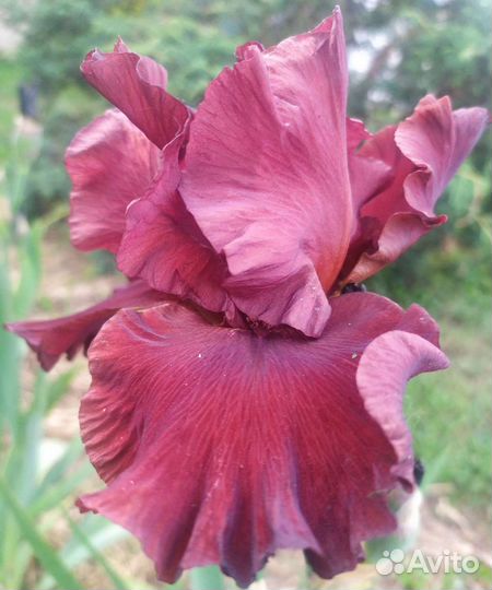 Ирисы бородатые