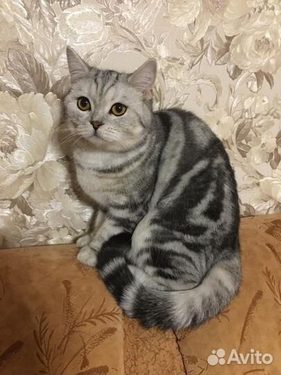 Шатланская кошка