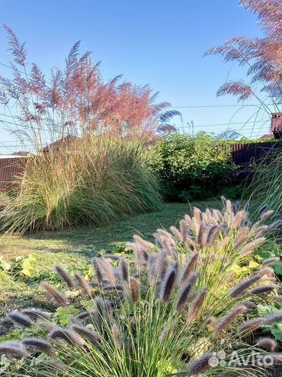 Садовые растения