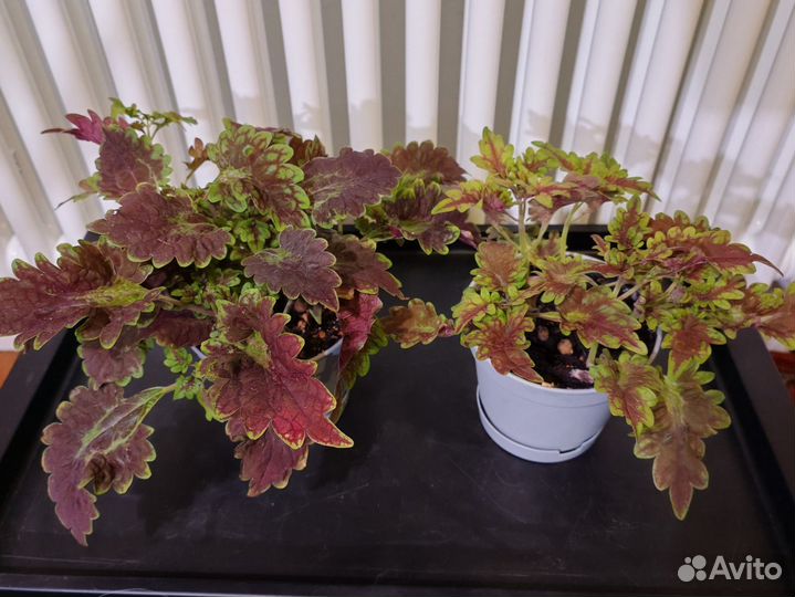 Колеусы кустом