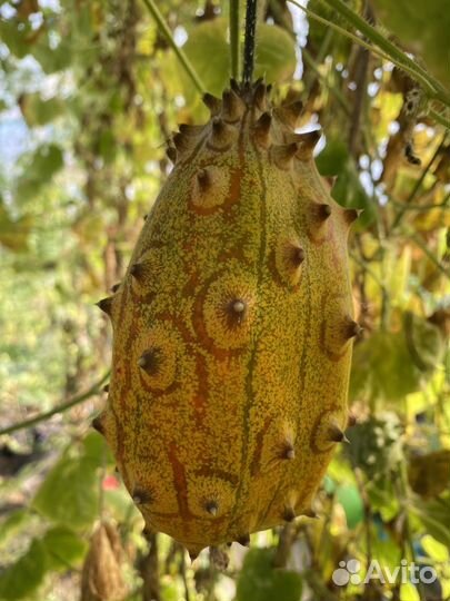 Семена Кивано экзотика