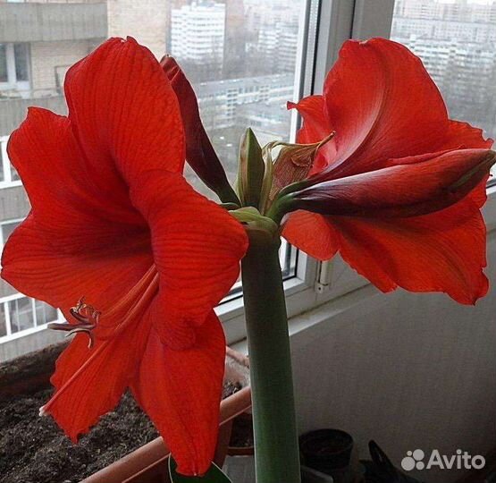 Гиппиаструм