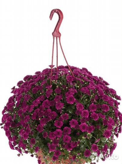 Хризантема ампельная skyfall