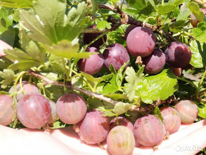 Саженцы красного крупного крыжовника, зкс