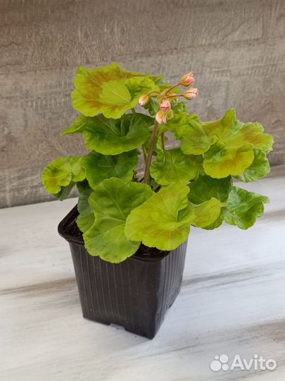 Пеларгония bold gold