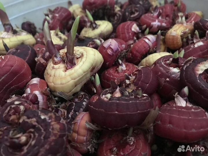 Гладиолусы луковицы
