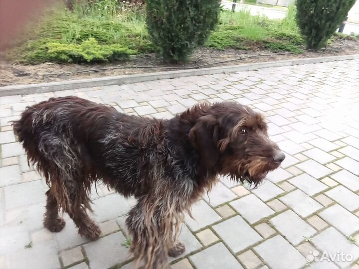 Дратхаар бегает по улице Щербакова