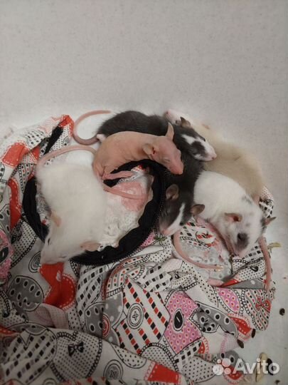 Крыса дамбо