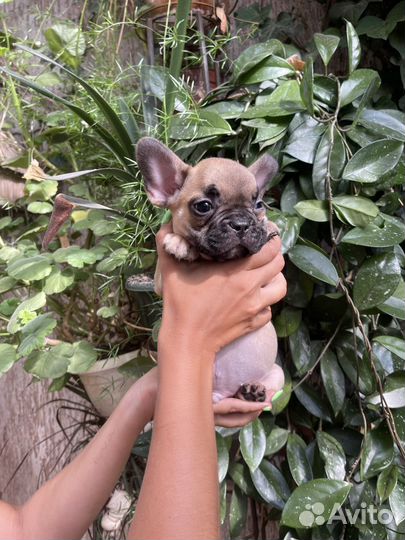 Французский бульдог