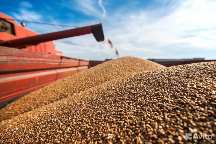 Зерно (пшеница, ячмень,овес)