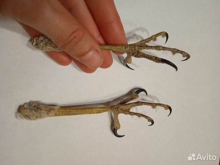 Когти ястреба высушенные