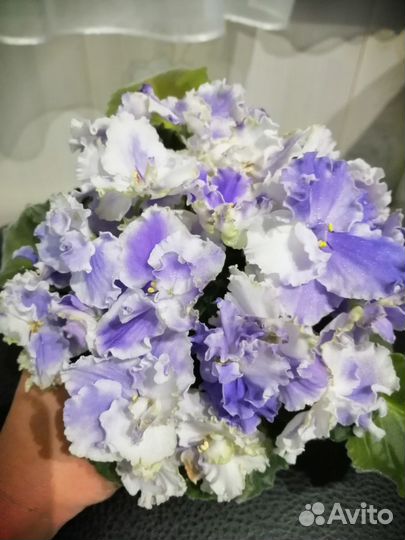 Фиалки акционные наборы