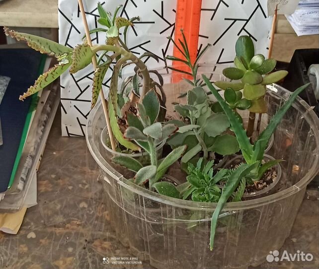 Суккуленты подборки готовые