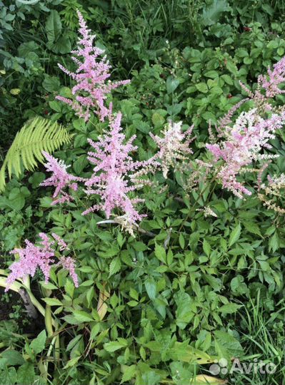 Растения для сада