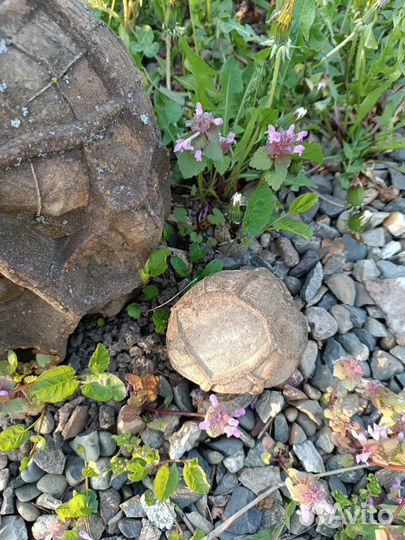 Черепаший камень