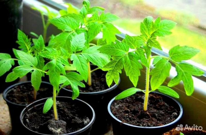 Рассада помидоров томатов