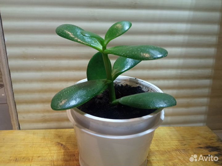 Денежное дерево (Толстянка, Крассула)