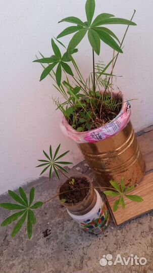 Люпины - саженцы обменяю или продам