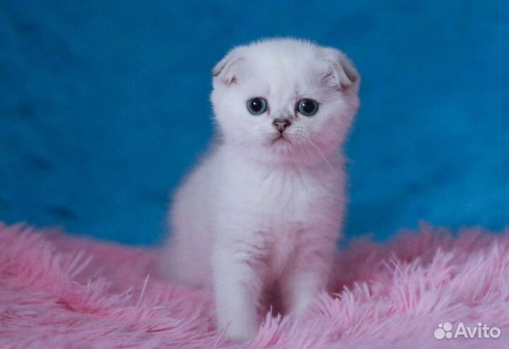 Голубоглазая шотландская вислоухая девочка