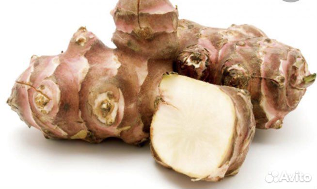 Топинамбур корни на посадку