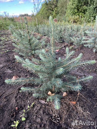 Ель голубая