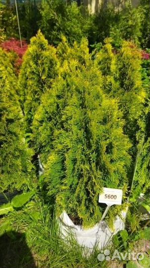 Туя голден смарагд