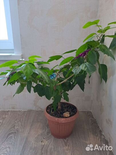 Комнатные цветы