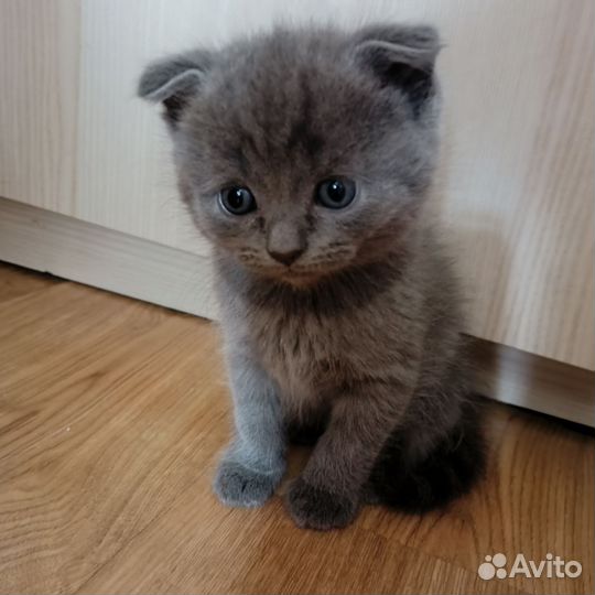 Вислоухие котята