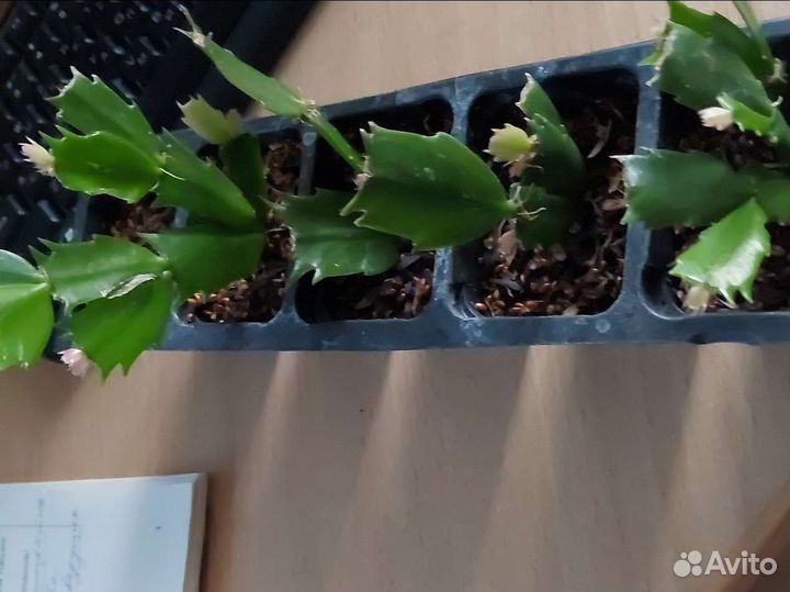 Декабрист шлюмбергера