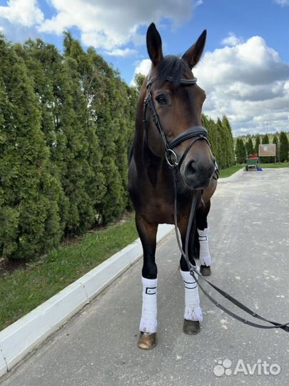 Продам лошадь