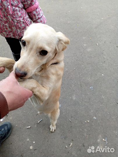Собака в добрые руки