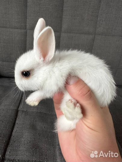 Декоративные кролики