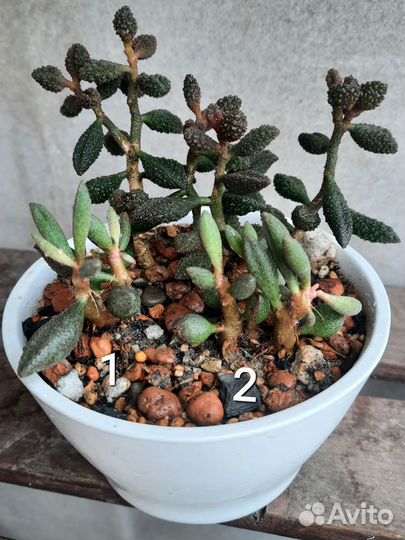 Суккулент. Адромискус Antidorcatum и Coffee Bean