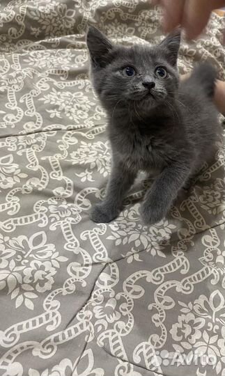Котенок в добрые руки
