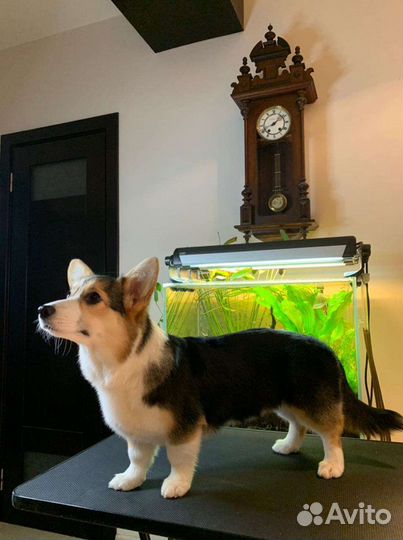 Груминг, выезд на дом