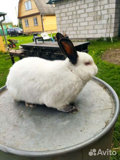 Кролик калифорнийский