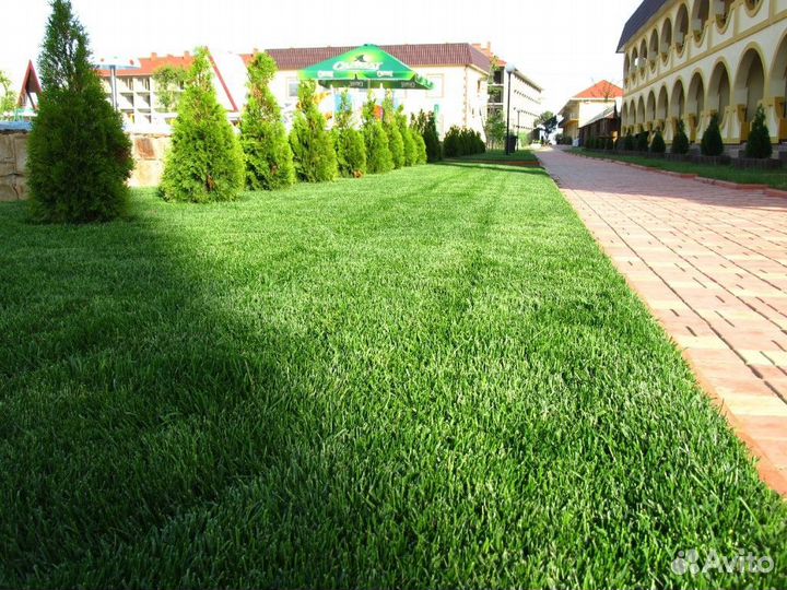 Рулонный газон под ключ