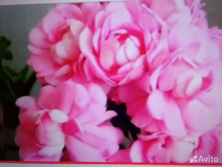 Пеларгония герань 