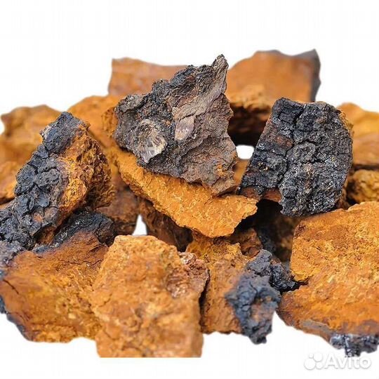 Чага березовая