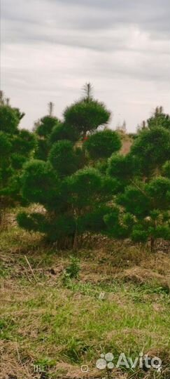 Бонсай из сосны норвежской