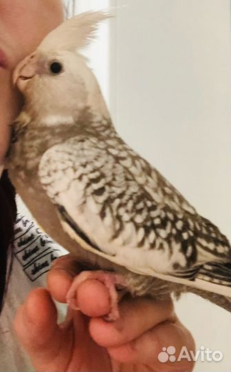 Попугай корелла выкормыш с клеткой