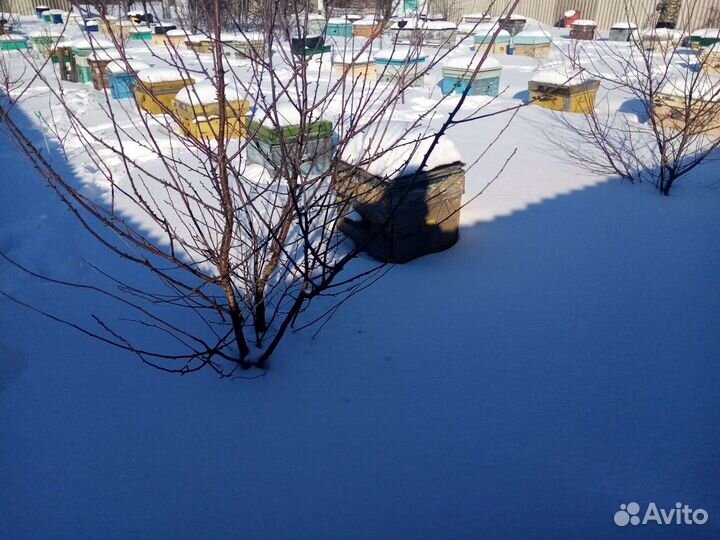 Пчелосемьи. Пчелопакеты